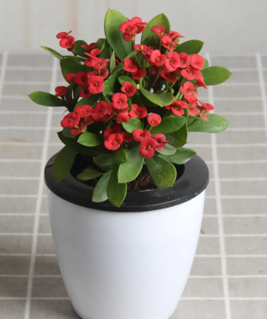 虎刺梅不开花什么原因