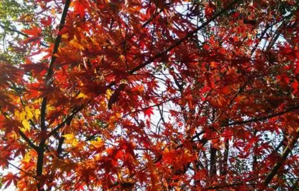 枫树对光照要求高吗