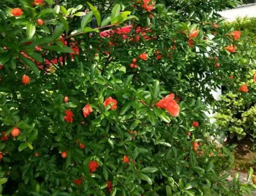 石榴树先开花还是先结果