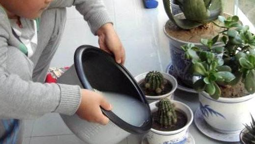 淘米水浇花的好处