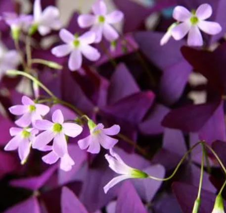 紫色幸运草花语是什么