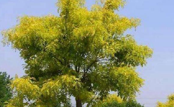榆树生长速度快不快
