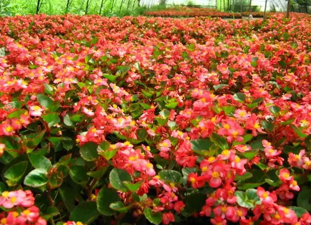 海棠花喜阴还是喜阳