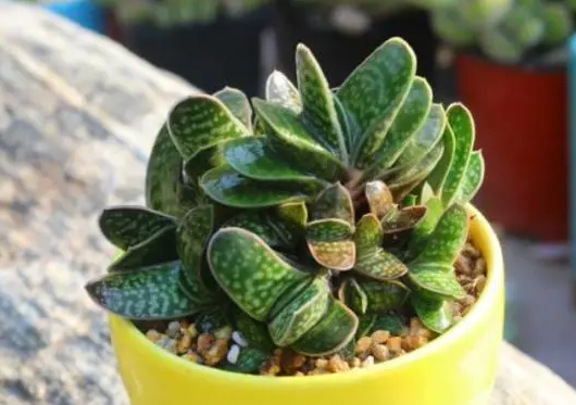 多肉元宝花开花吗