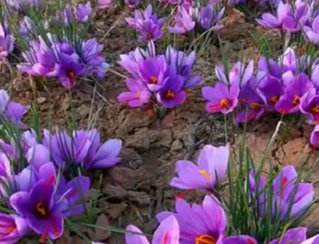 藏红花球根怎么栽培