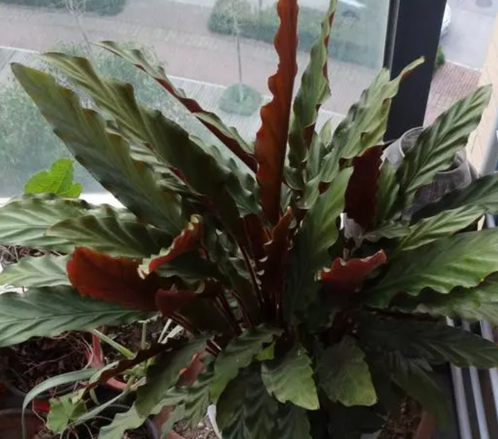 波浪竹芋多久才能开花