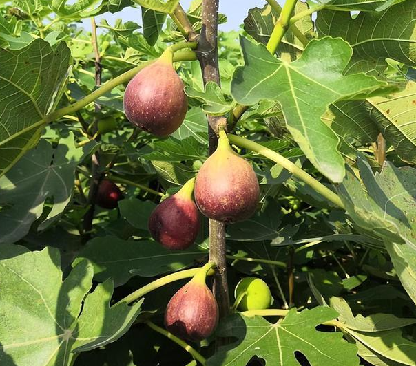 无花果树什么时候种植