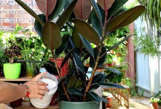 观叶花卉施什么肥