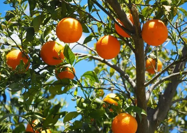 橙子是在树上生长吗
