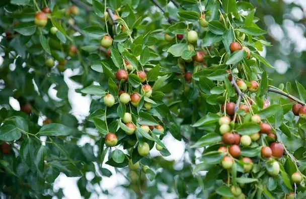 枣树栽在大门口的哪边最好