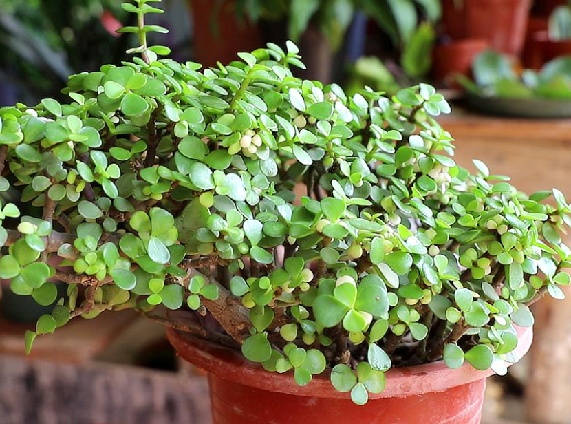 金枝玉叶用什么花盆养最好看