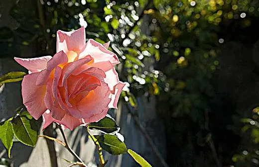 玫瑰花可以放在太阳下晒吗