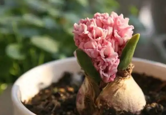 风信子花败后怎么处理