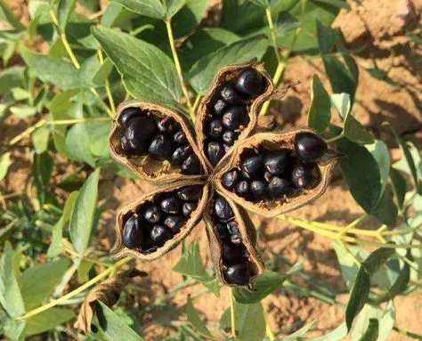 牡丹花籽价格高吗