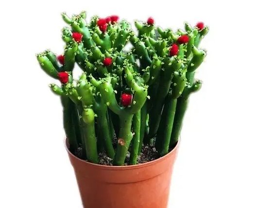 绿玉树怎么繁殖