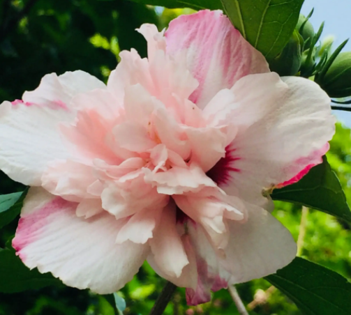 木槿花寓意好不好