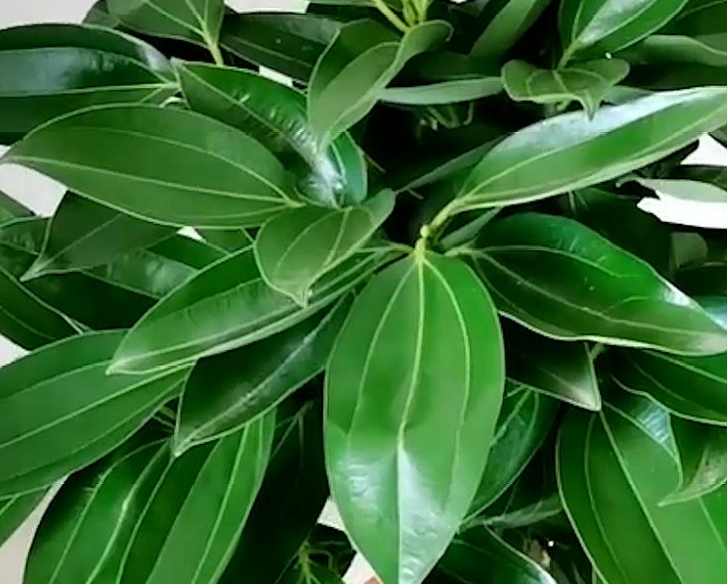 平安树冬天能浇水吗