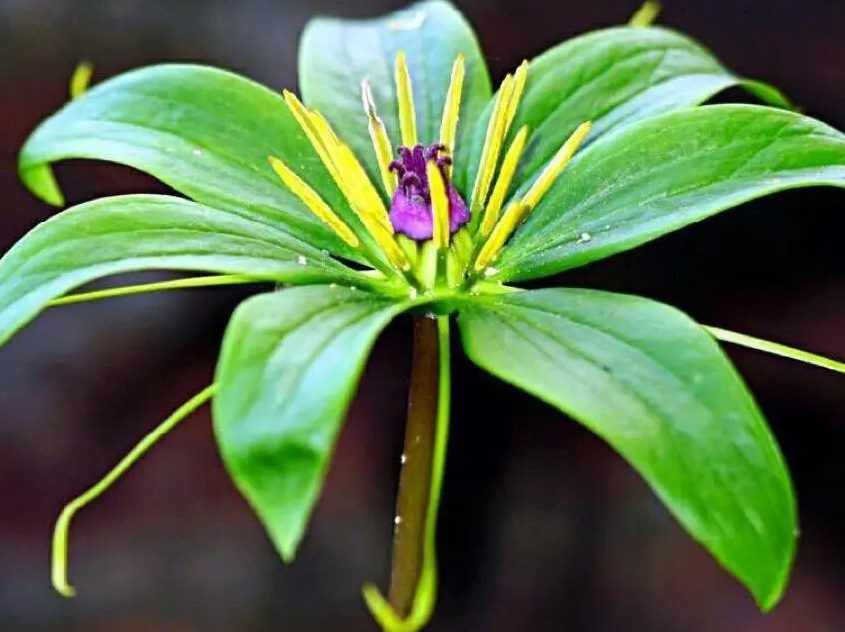 七叶一枝花盆栽怎么种植