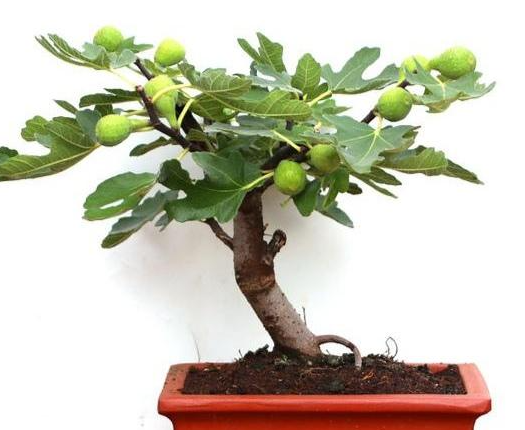 盆栽无花果冬天在外面可以过冬吗