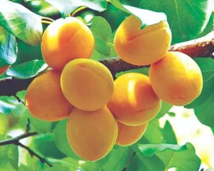 杏树什么时候拉枝