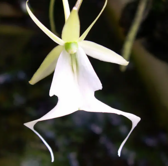 什么品种的兰花比较名贵