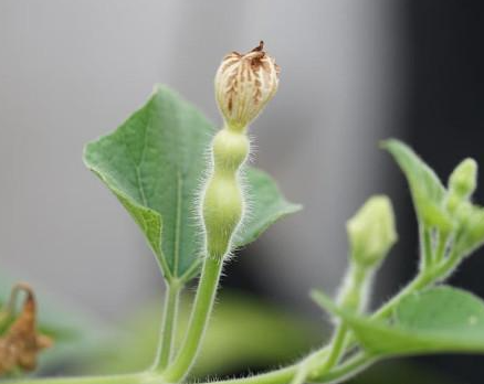 葫芦没有雌花怎么办