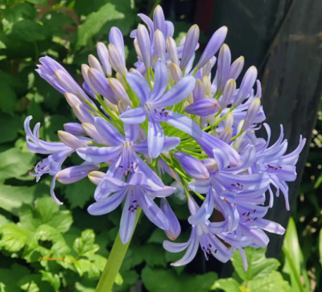 百子莲小苗多久开花