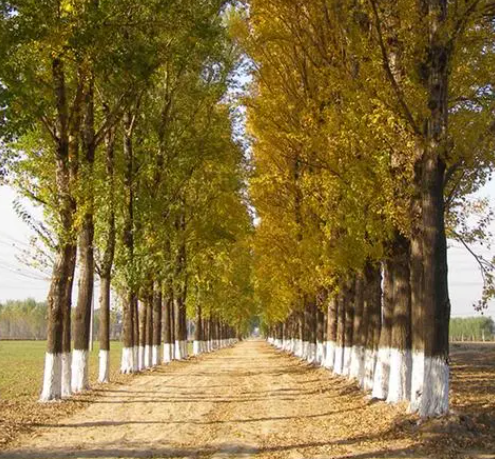 白杨树能什么生长了呢