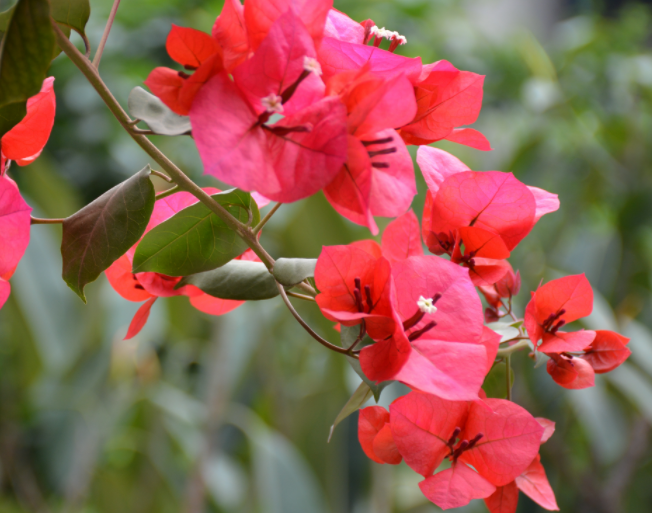 三角梅不长叶子不开花怎么办