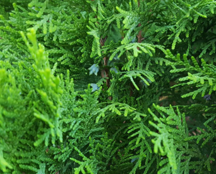 夏季可以修剪柏树吗