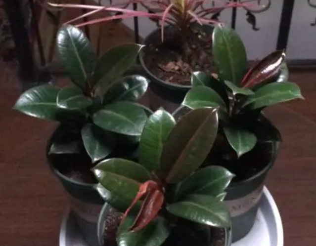 橡皮树如何水培生根呢