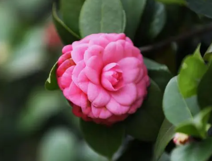 家里养茶花有什么好处