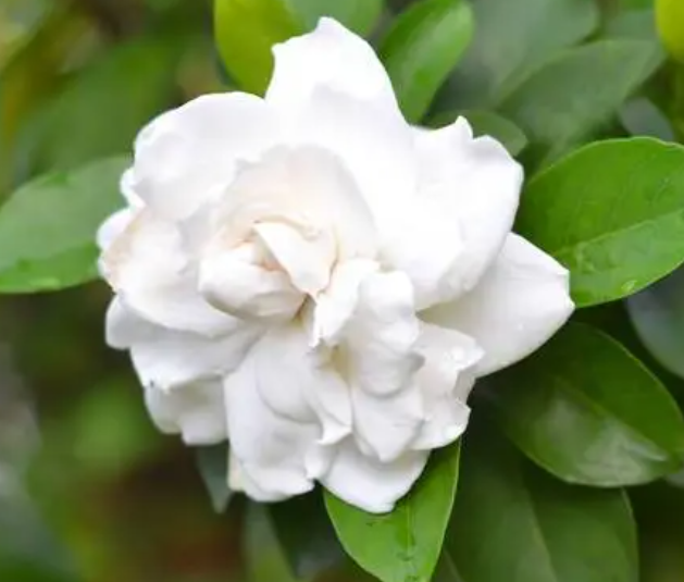 新买的栀子花如何换盆