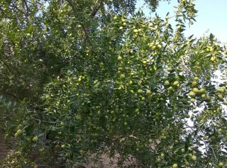 枣树种在院子什么位置好