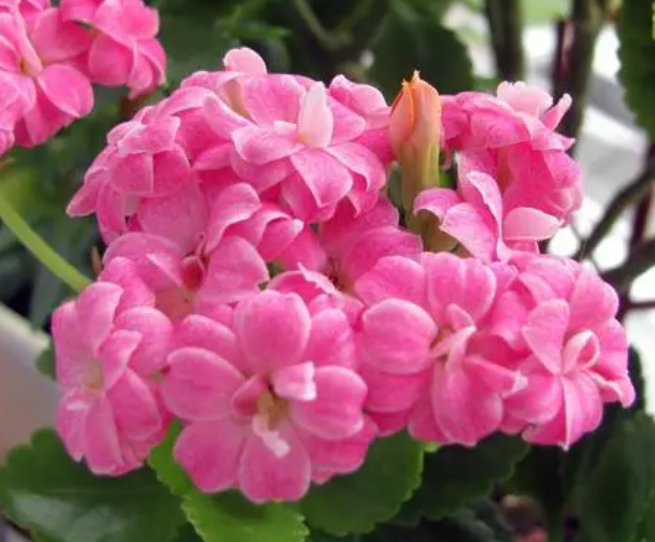 长寿花喜欢酸性还是碱性土壤