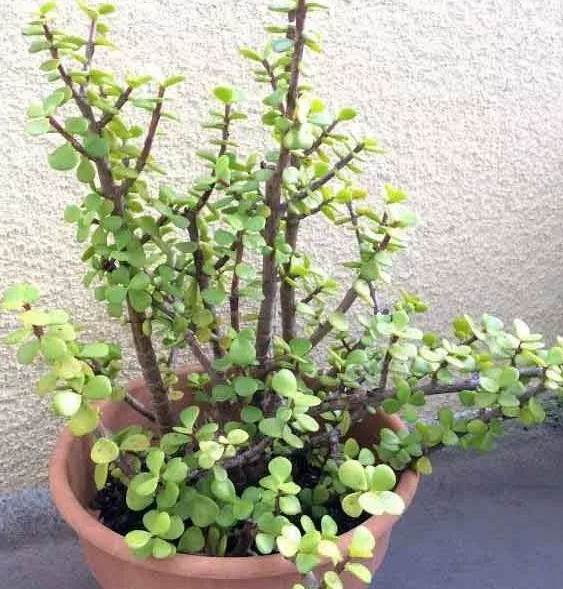 马齿苋树叶子掉光了还能活吗