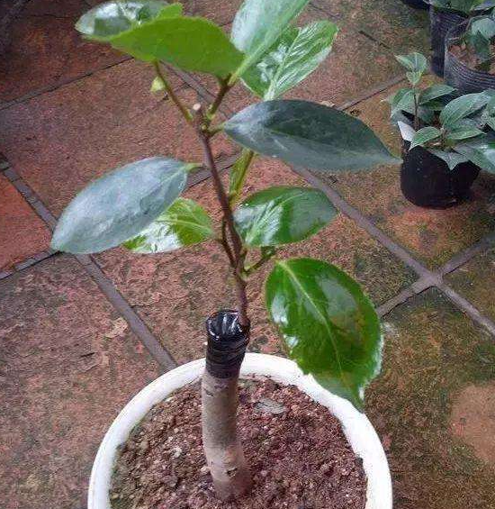 释迦果树扦插怎样处理