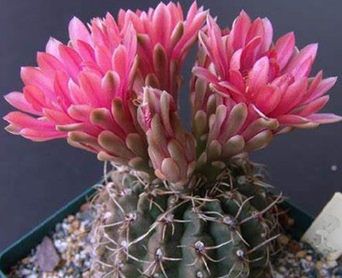 刚买的绯花玉发软了怎么办