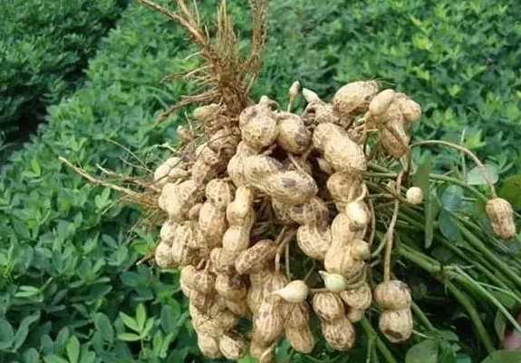 花生是粮食作物还是经济作物