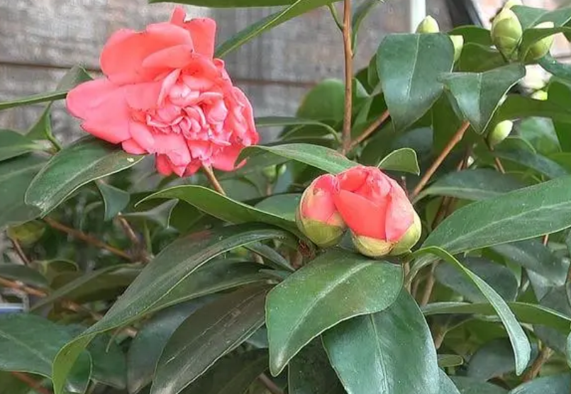 北方地栽耐寒的茶花品种