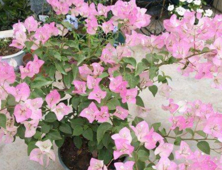 三角梅花期几天浇一次水