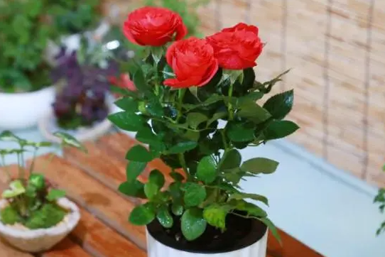 家庭盆栽玫瑰花怎么养