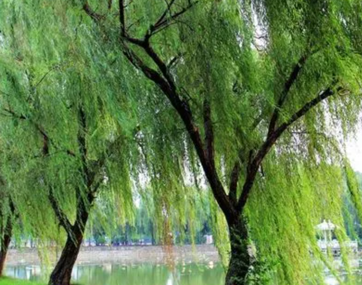 杨树和柳树有什么区别