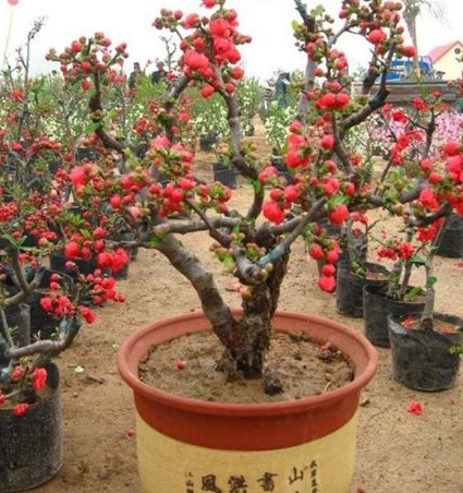 海棠花适合生长的土壤