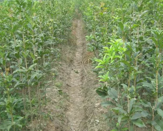 树苗几月份种最好