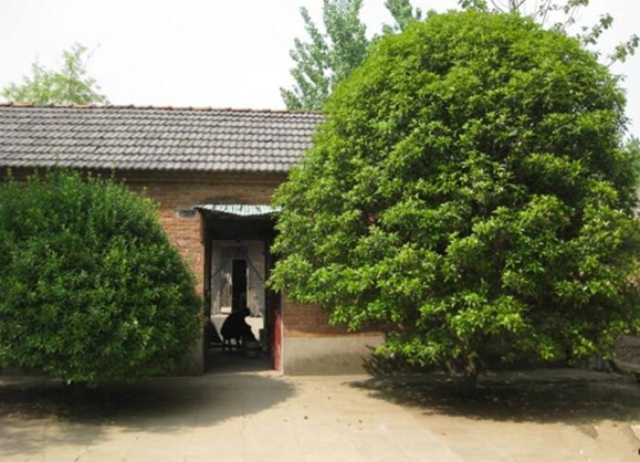 院里门口适合栽什么树