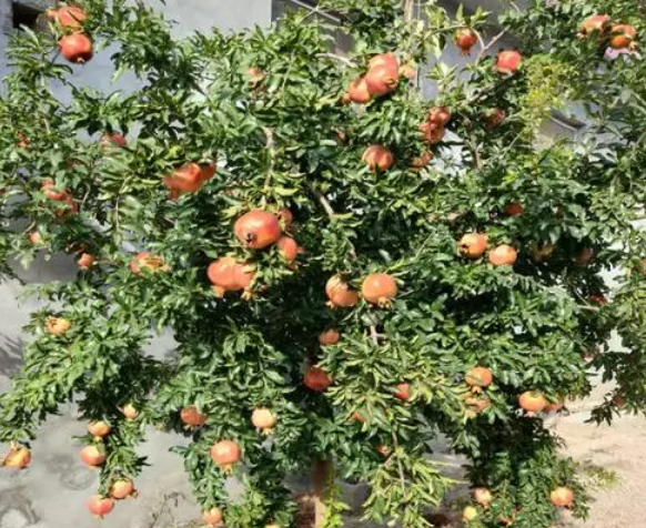 石榴树喜欢阳光吗