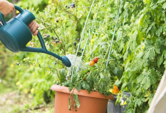 浇花的水怎么弄成酸性