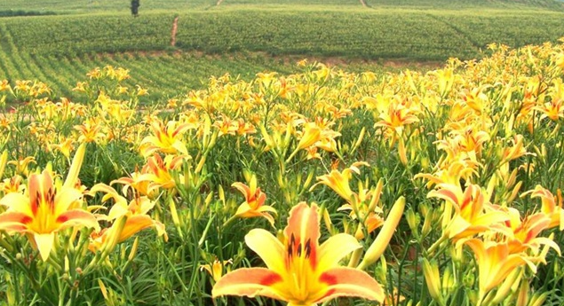黄花菜适合生长的环境