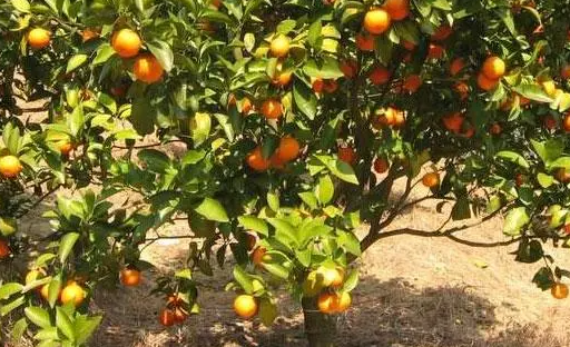 桔子树挂果后施什么肥